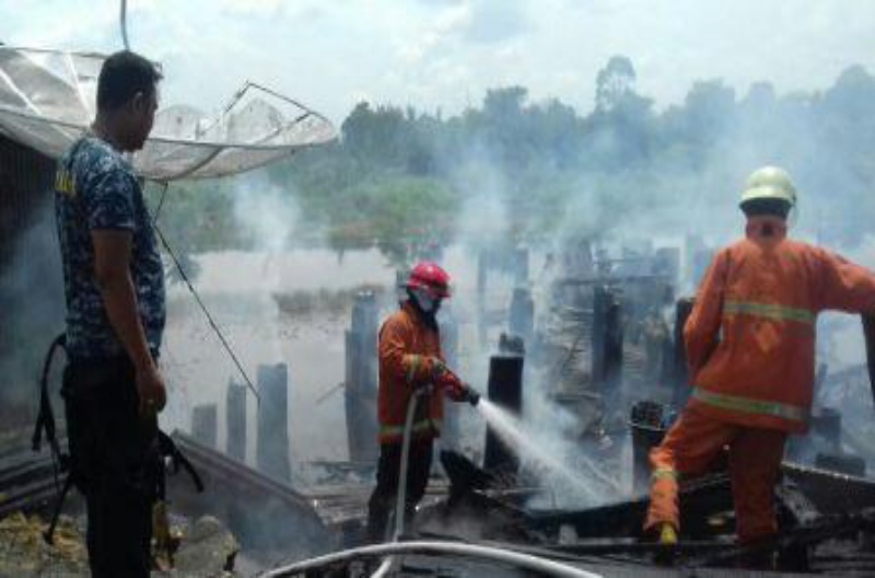 Sijago merah lalap Rumah warga Desa Petani