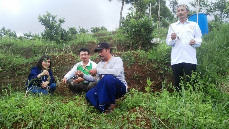 LAB.KPAK PETANI Unit Tulungagung Panen Bawang Putih Varietas Lokal