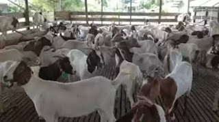 Dinas Peternakan Labuhanbatu Hibahkan 70 Ekor Kambing