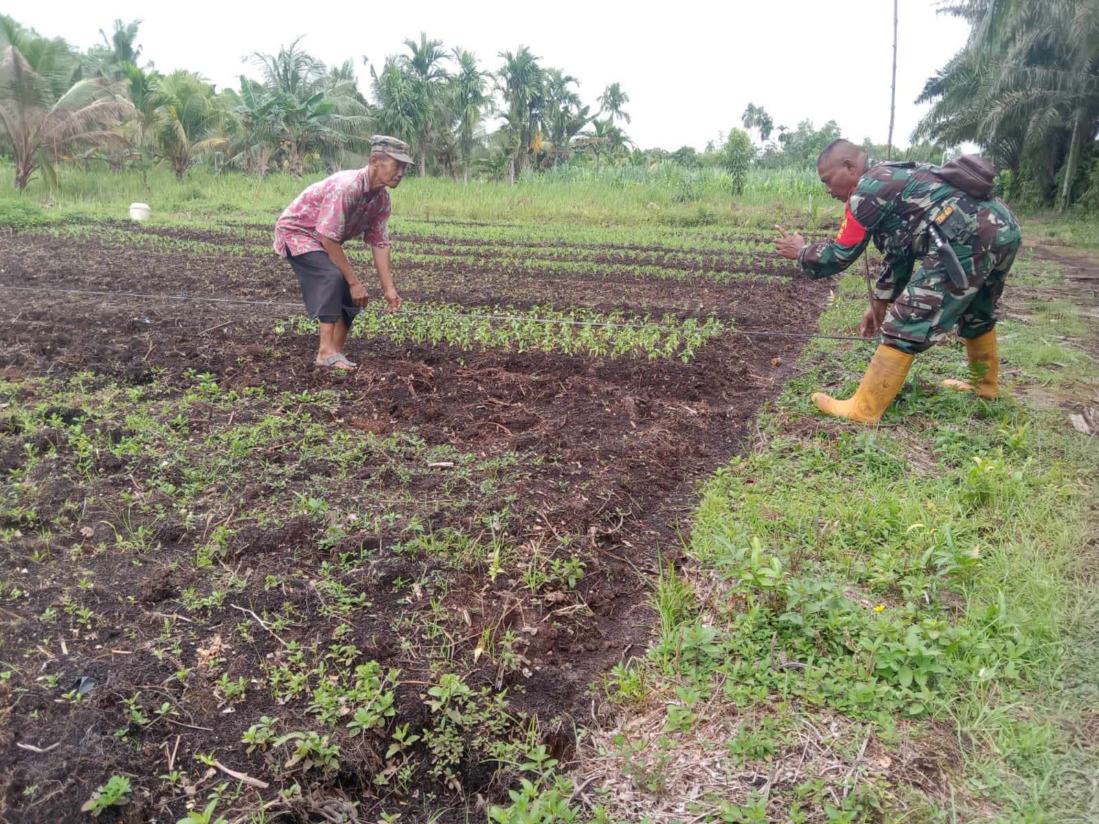 Serka Suandi Dampingi Petani Bayam