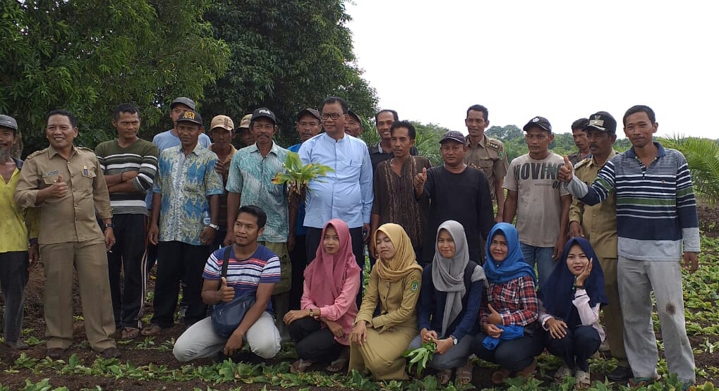 Bupati Rohil Kunjungi Petani Kencur Warga Sinaboi