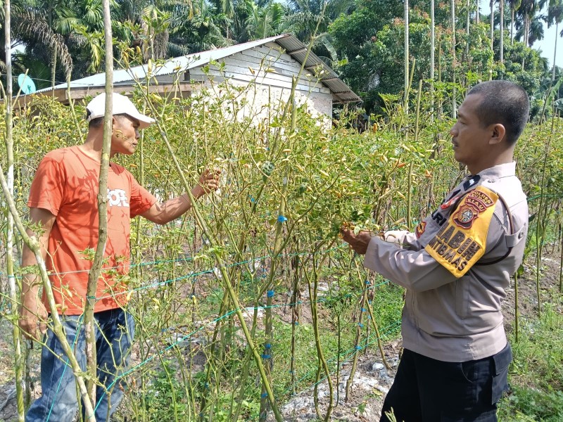 Dukung Ketahanan Pangan Nasional, Bhabinkamtibmas Ratu Sima Dampingi Petani