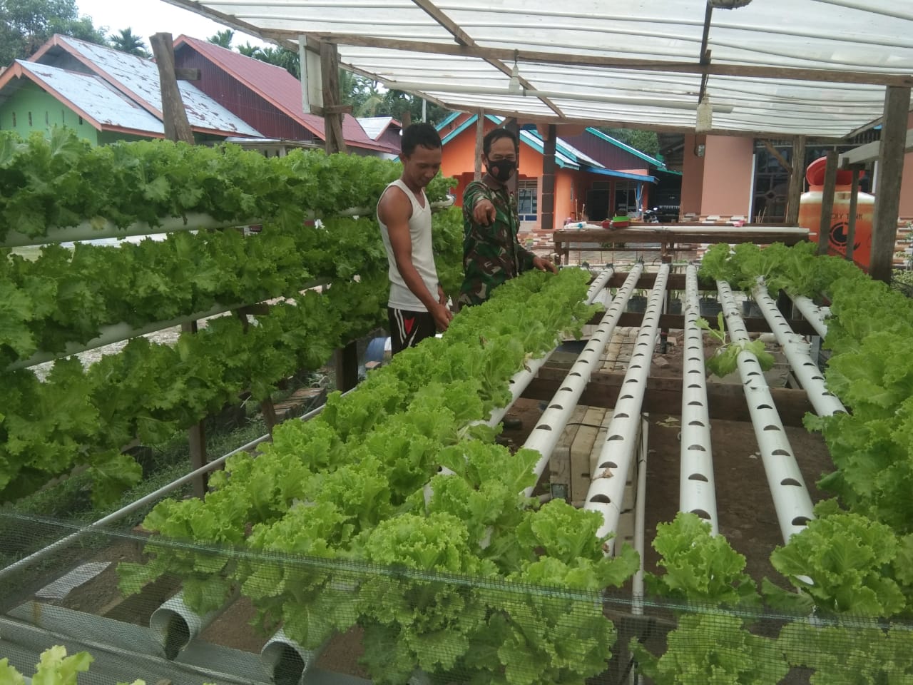 Kopda Andri Datangi Petani Sayur dan Cabe