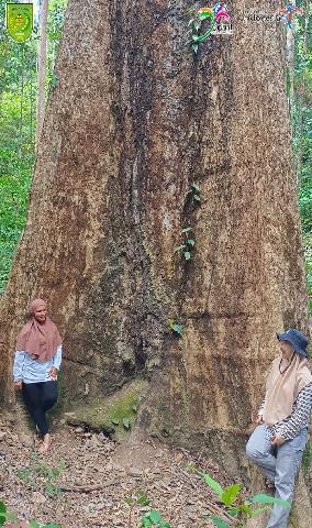 Begitu Sejuknya Alam Bukit Condong